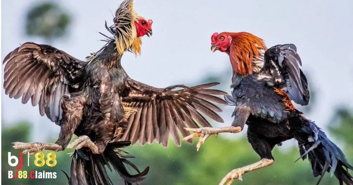 T&iacute;nh năng v&agrave; ưu điểm của từng loại cựa